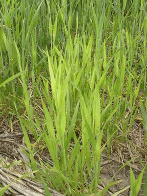 A close-up of grassDescription automatically generated
