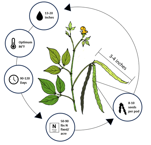 Diagram of a plant with a diagram of the growth of a plantDescription automatically generated with medium confidence