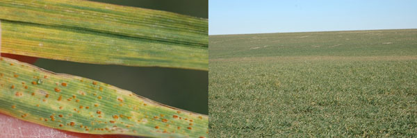 A close up of a green fieldAI-generated content may be incorrect.